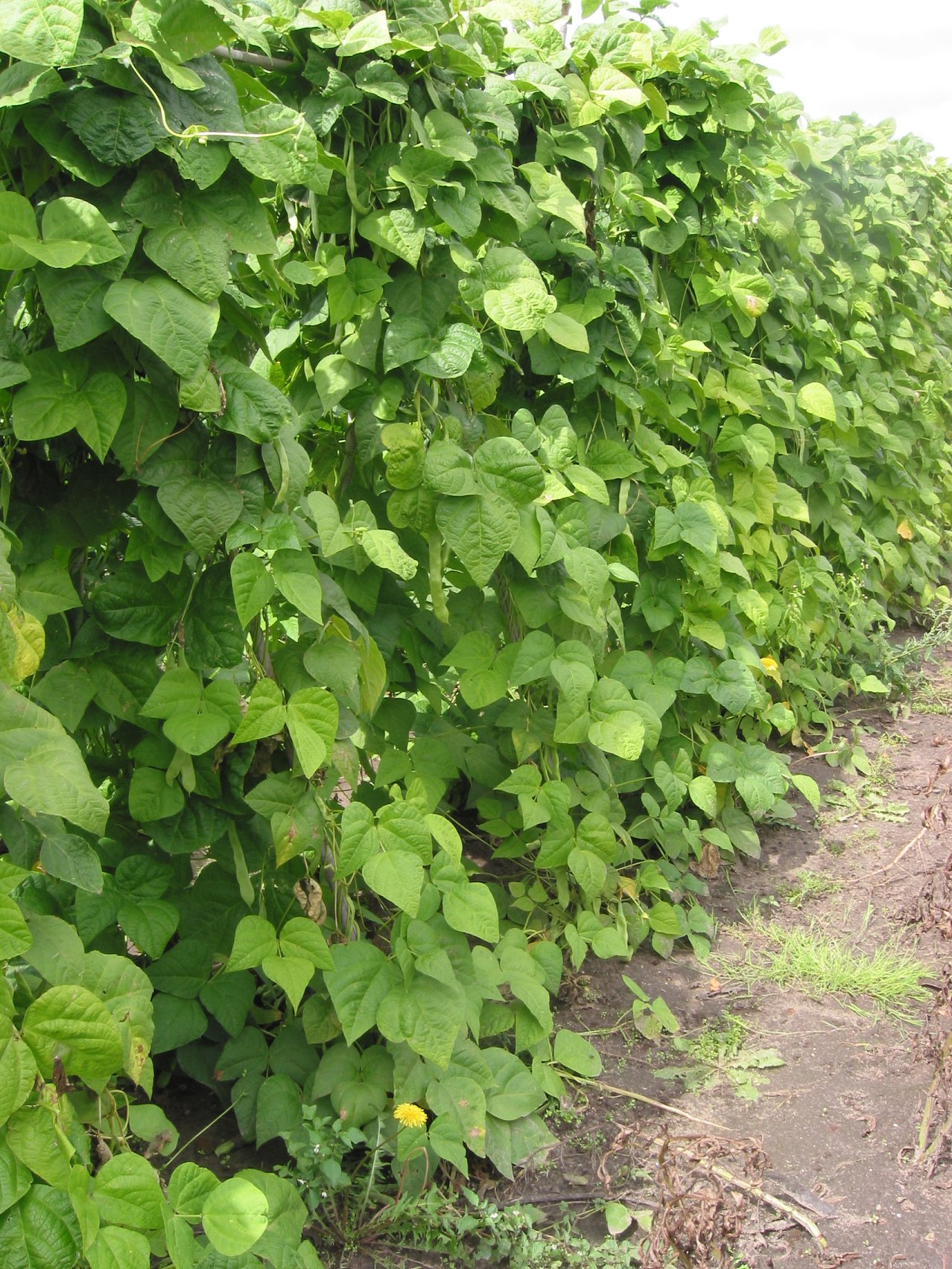 Phasaeolus vulgaris